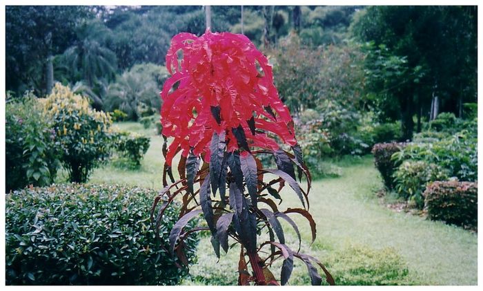 Botanic gardens in Kandy, Sri Lanka