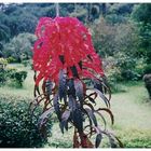 Botanic gardens in Kandy, Sri Lanka