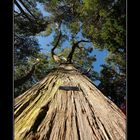 Botanic Gardens, Wellington, NZ