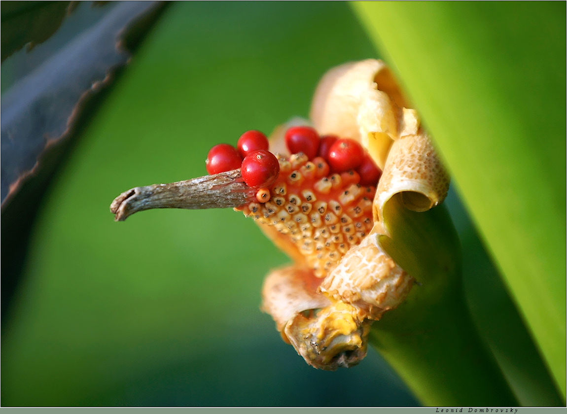 Botanic wonder