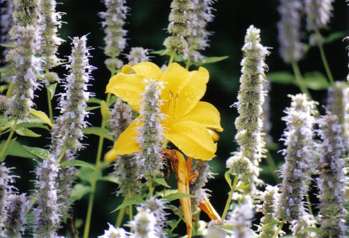 Botanica aus dem Kölner Zoo