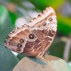 Botanica Bremen Morpho helenor peleides