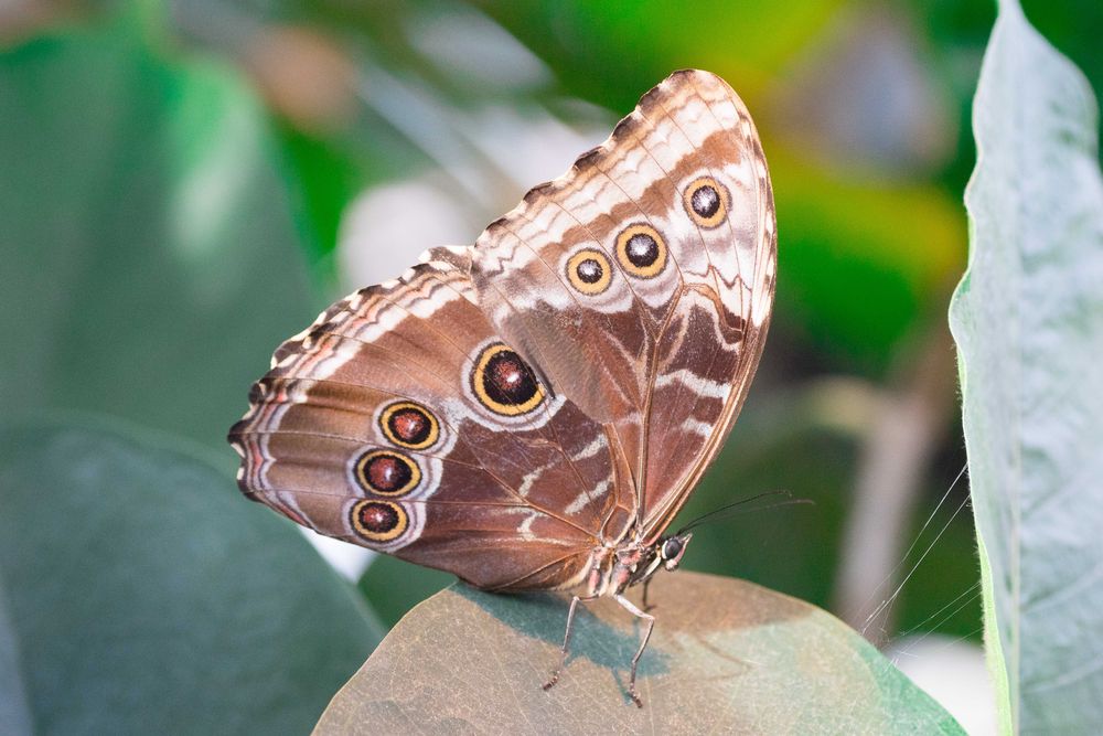 Botanica Bremen Morpho helenor peleides