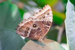 Botanica Bremen Morpho helenor peleides