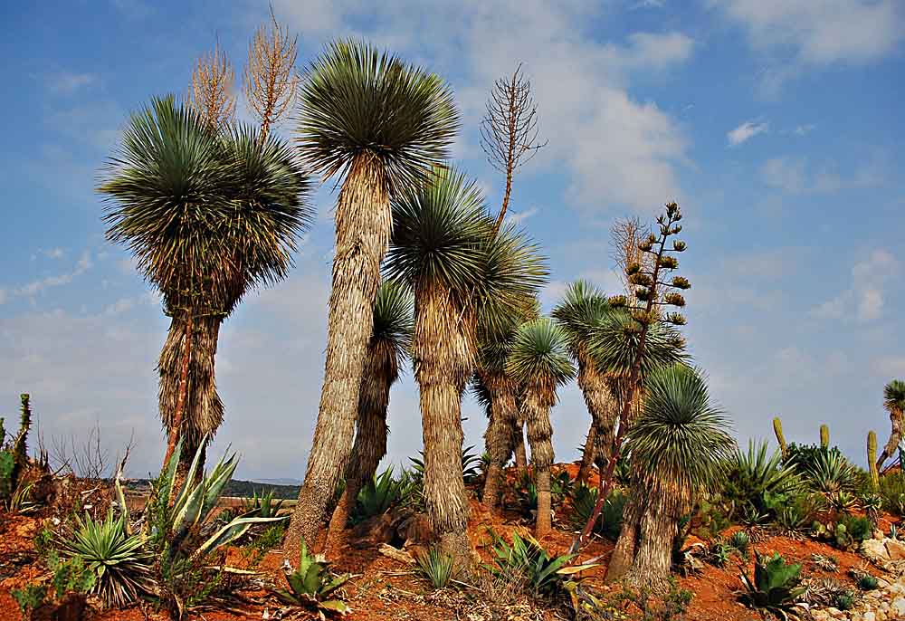 Botanicactus