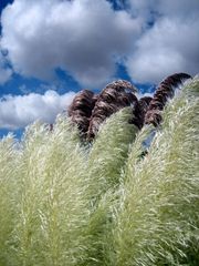 Botanicactus