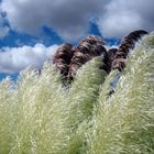 Botanicactus