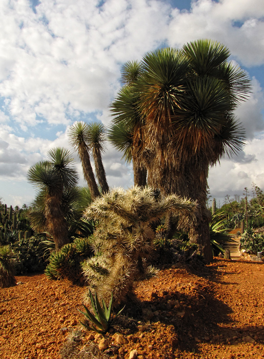 Botanicactus