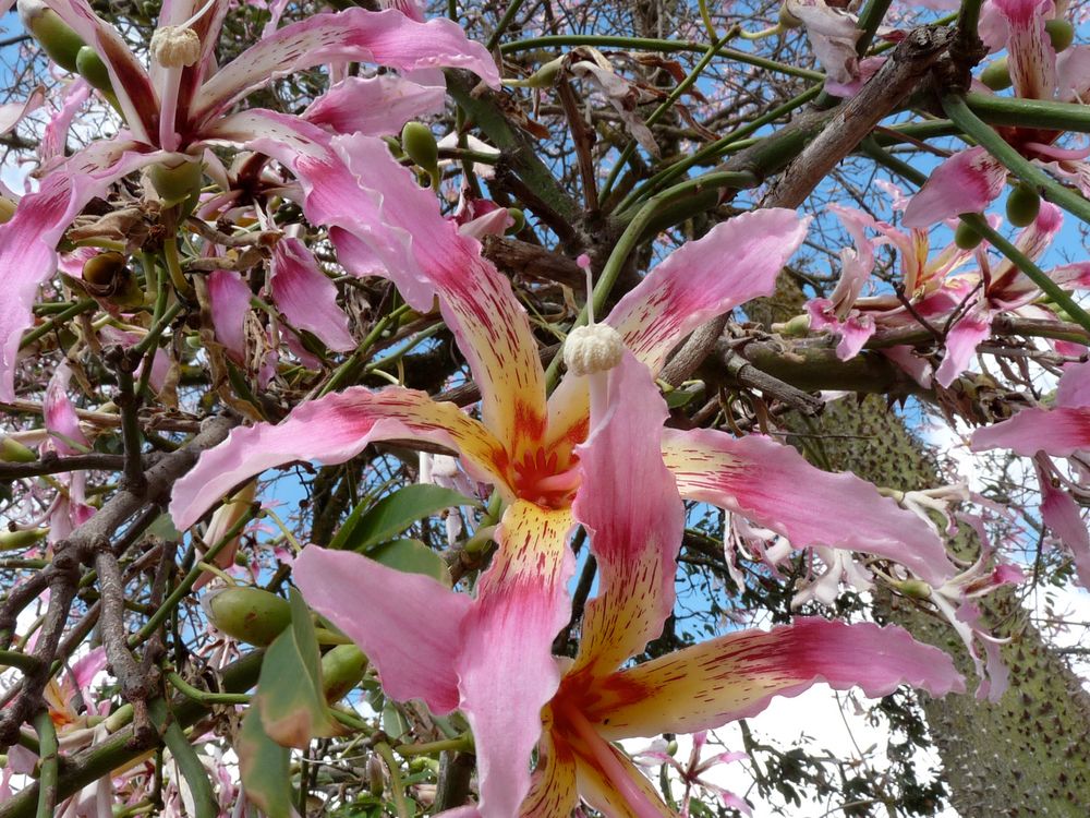 Botanicactus Ses Salines