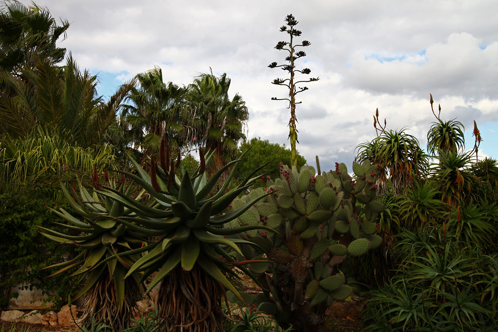 Botanicactus1