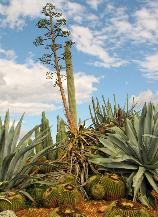 Botanicactus2