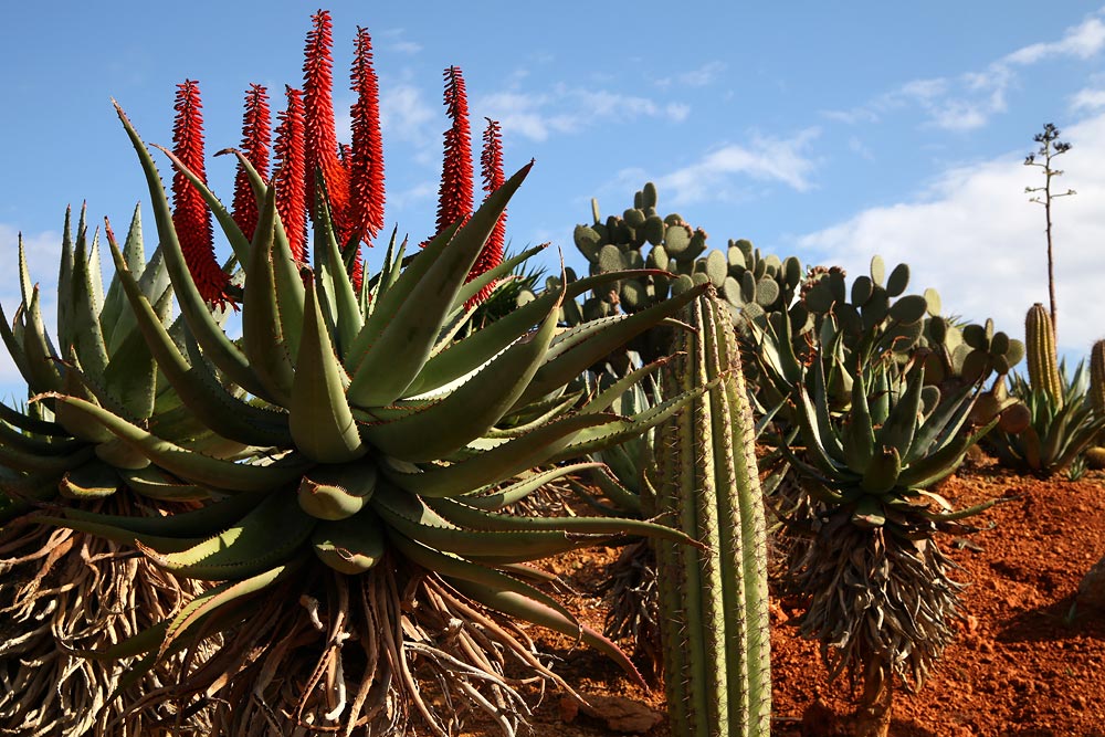 Botanicactus3