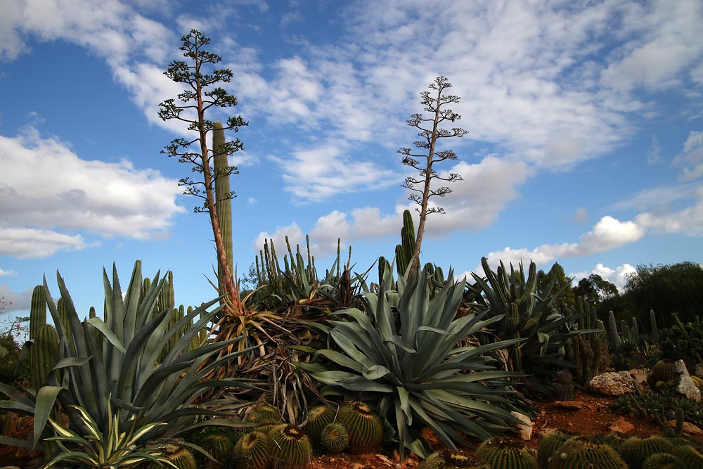 Botanicactus4