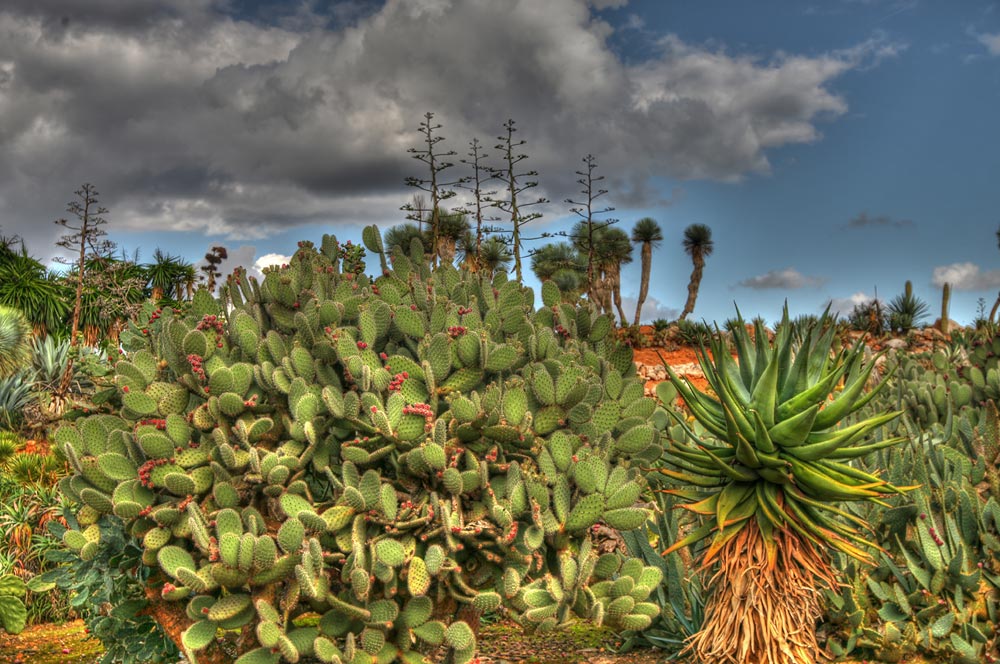 Botanicactus5