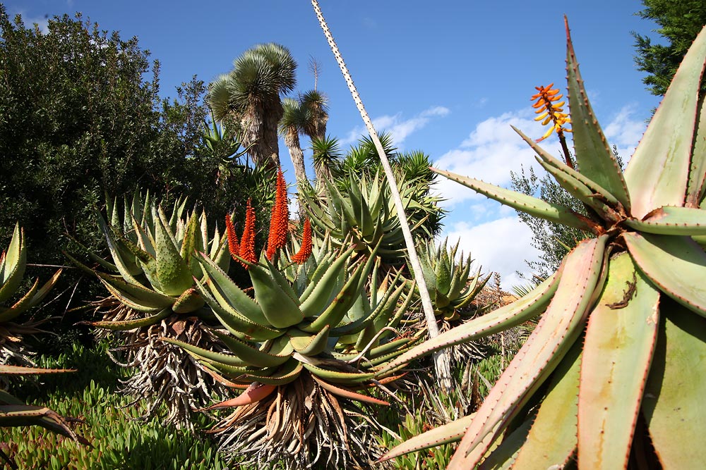 Botanicactus6