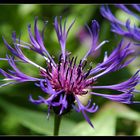 Botanical garden I - Cornflower