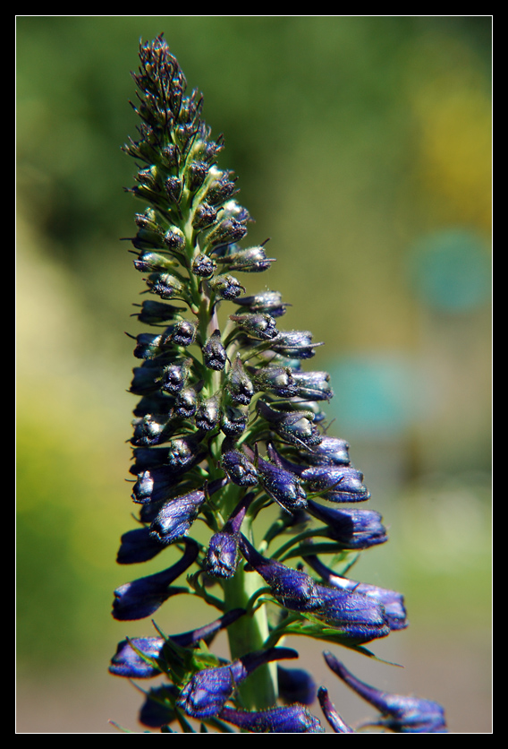 Botanical garden II - Larkspur