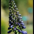 Botanical garden II - Larkspur