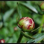 Botanical garden III - Peony bud