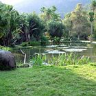 Botanical Garden in Rio de Janeiro