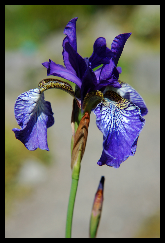 Botanical garden IV - Iris