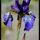 Botanical garden IV - Iris