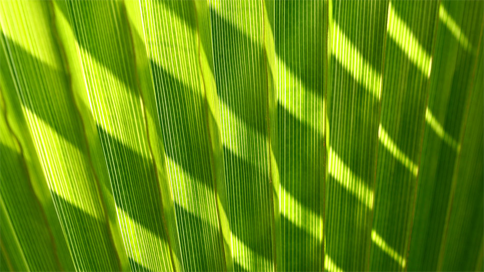 Botanical Garden IV, Lokrum Island, Dubrovnik / HR