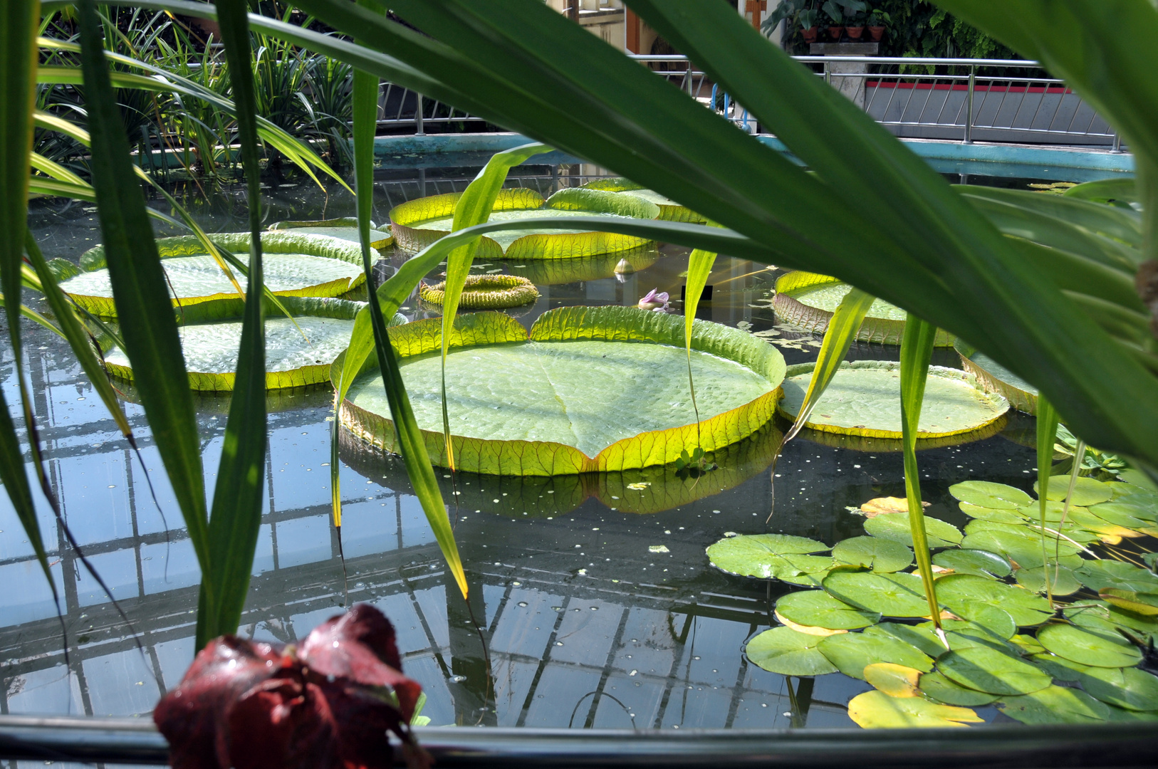 Botanical Gardens, Cluj-Napoca, RO