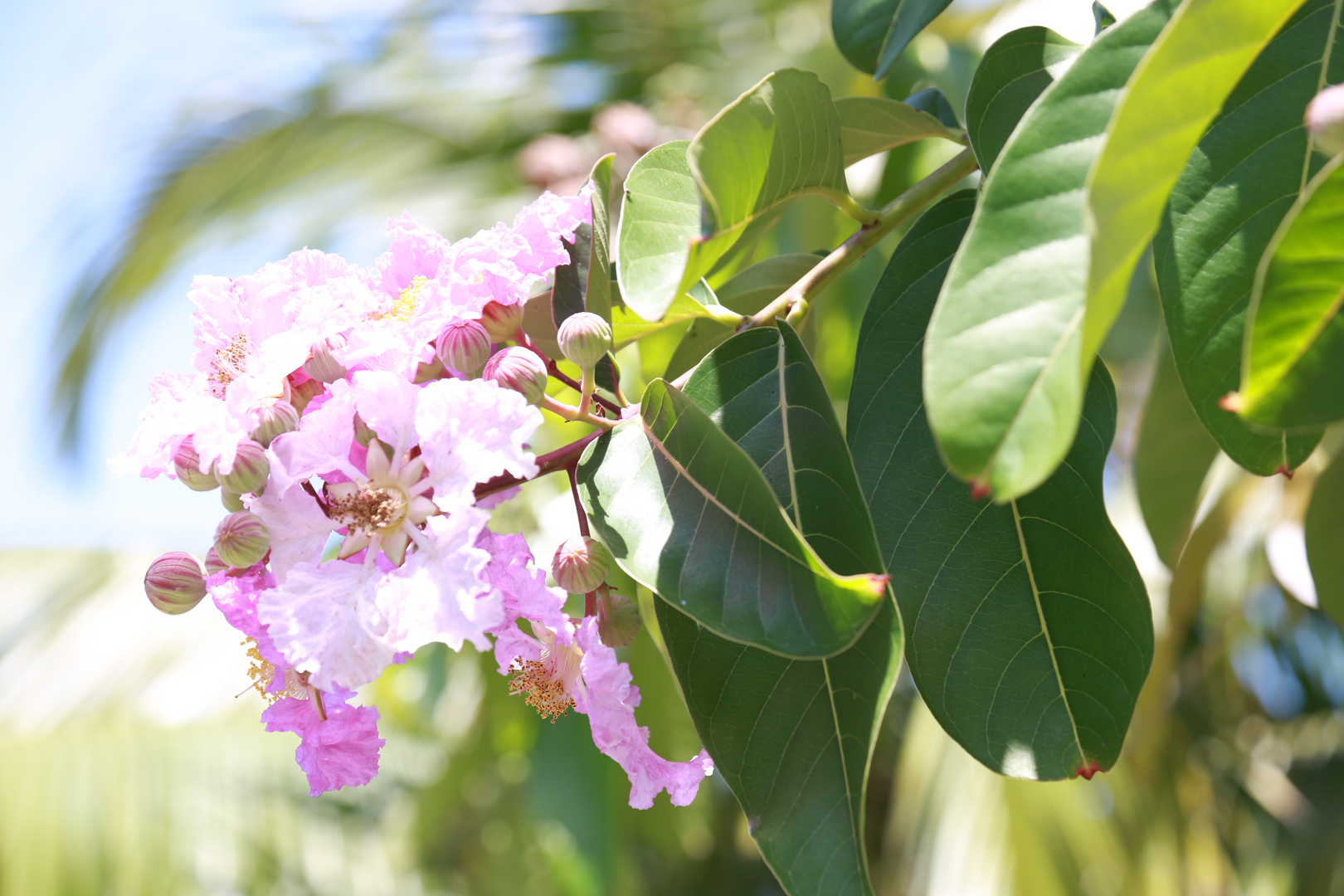 Botanical Gardens Naples, FL