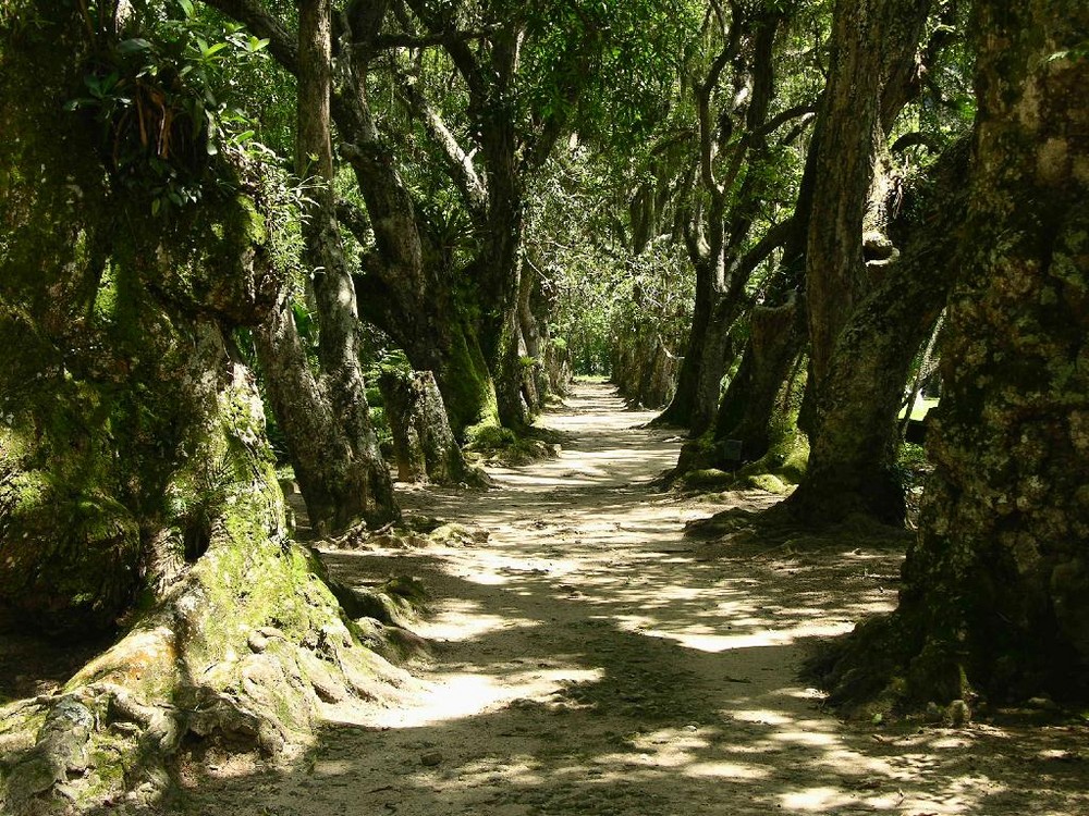 Botanical Gardens - Rio de Janeiro