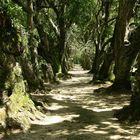 Botanical Gardens - Rio de Janeiro