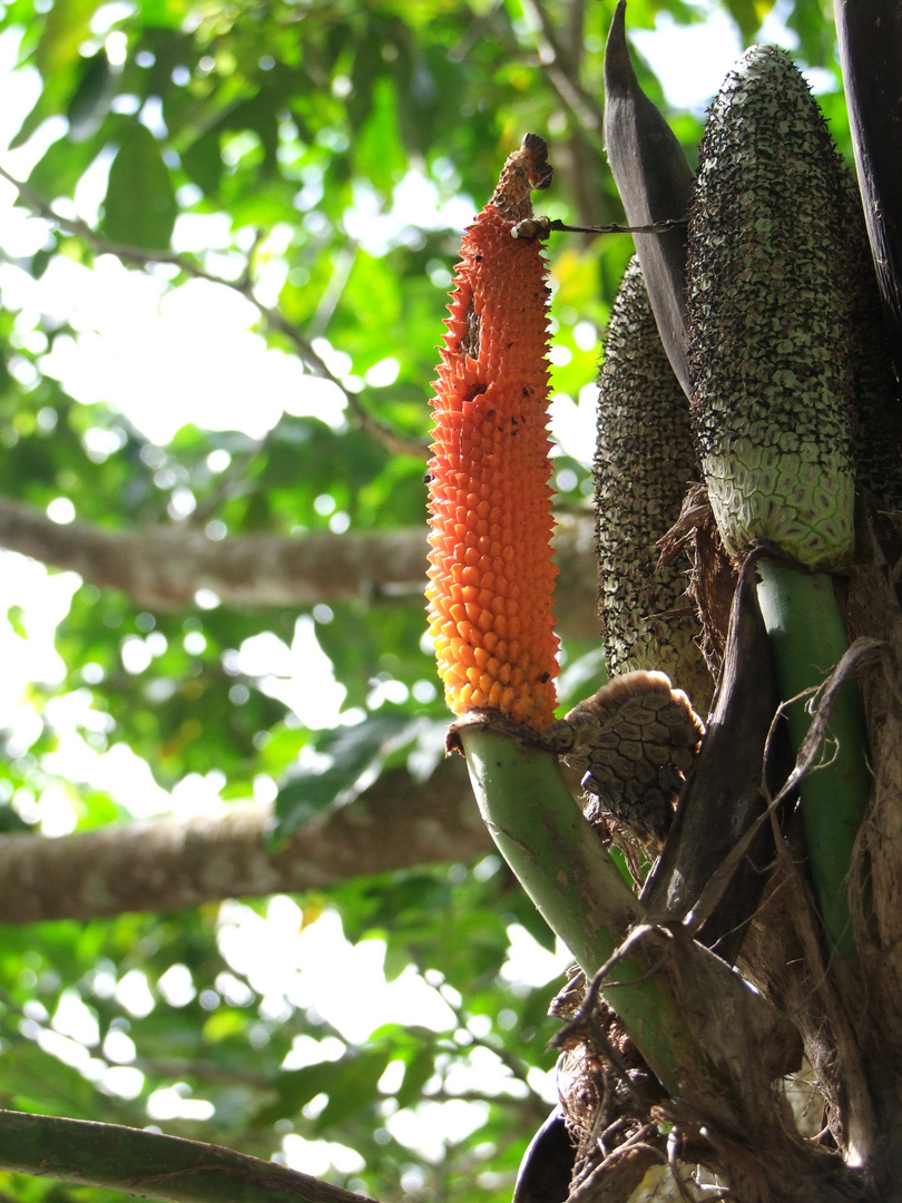 Botanik bei Sosua