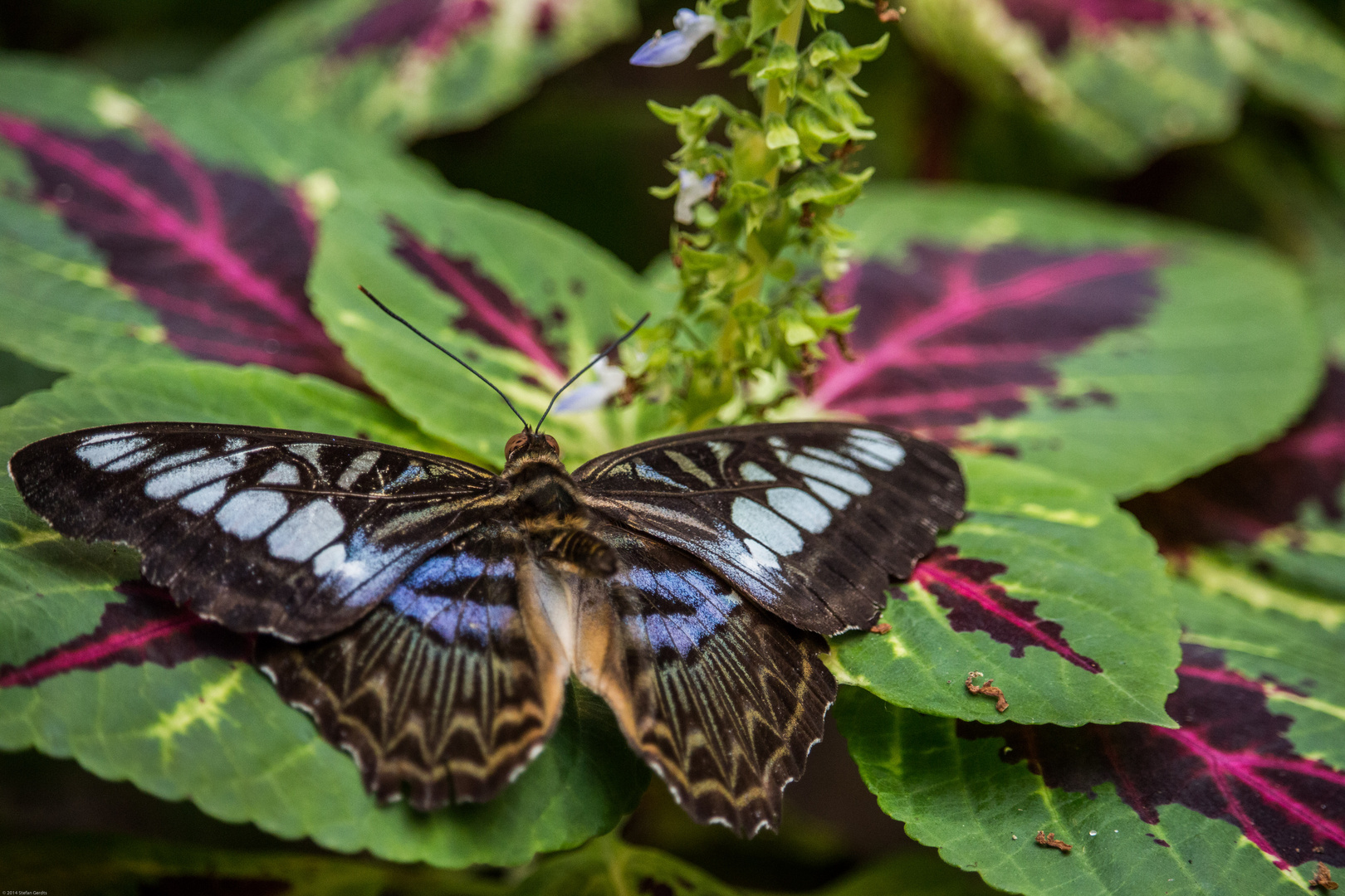 Botanika - Schmetterling