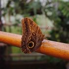 Botanika-Schmetterlinge 1