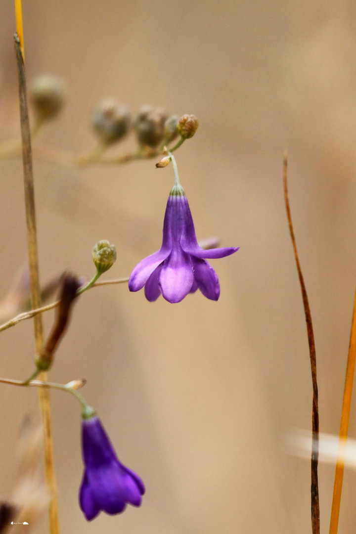 Botaniqueando ( Conanthera campanulata )