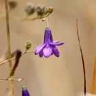 Botaniqueando ( Conanthera campanulata )