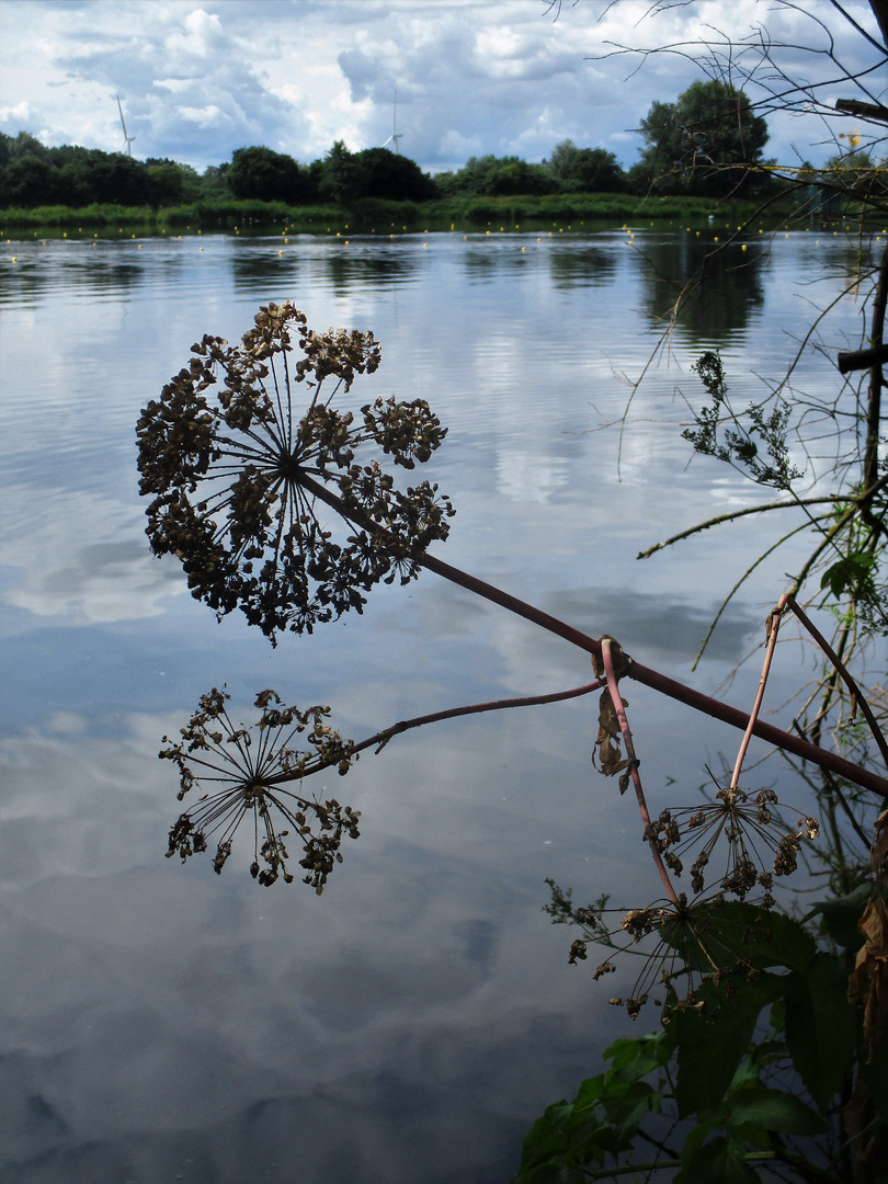 Botanische Antenne