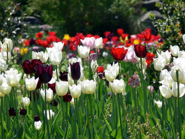 Botanische Farbtupfer