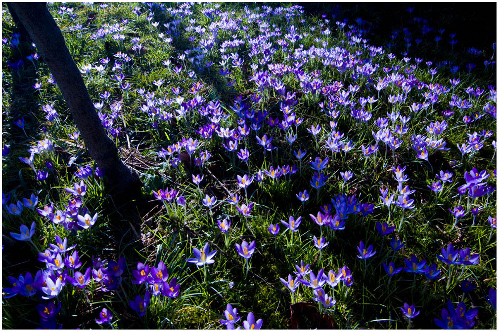 Botanische Krokusse