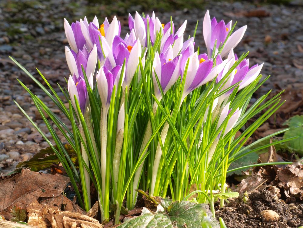 Botanische Krokusse Elfenkrokusse DalmatinerKrokus Foto & Bild