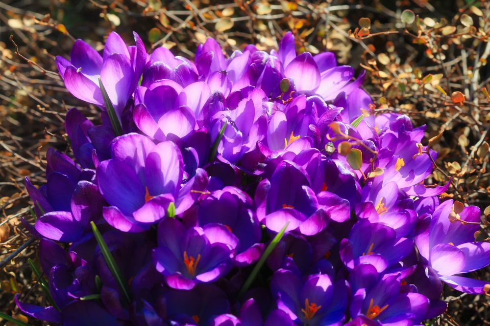 botanische Krokusse mitte März