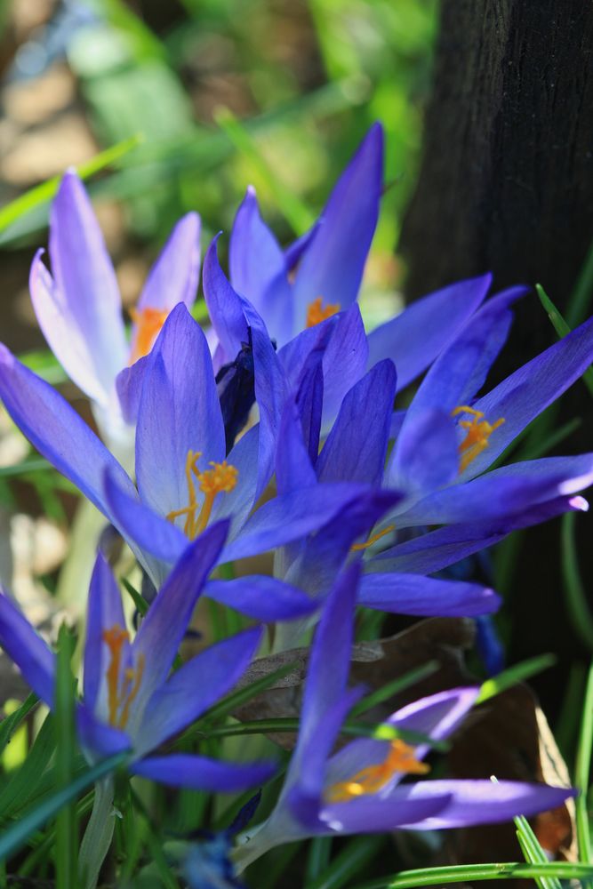 botanische Krokusse mitte März