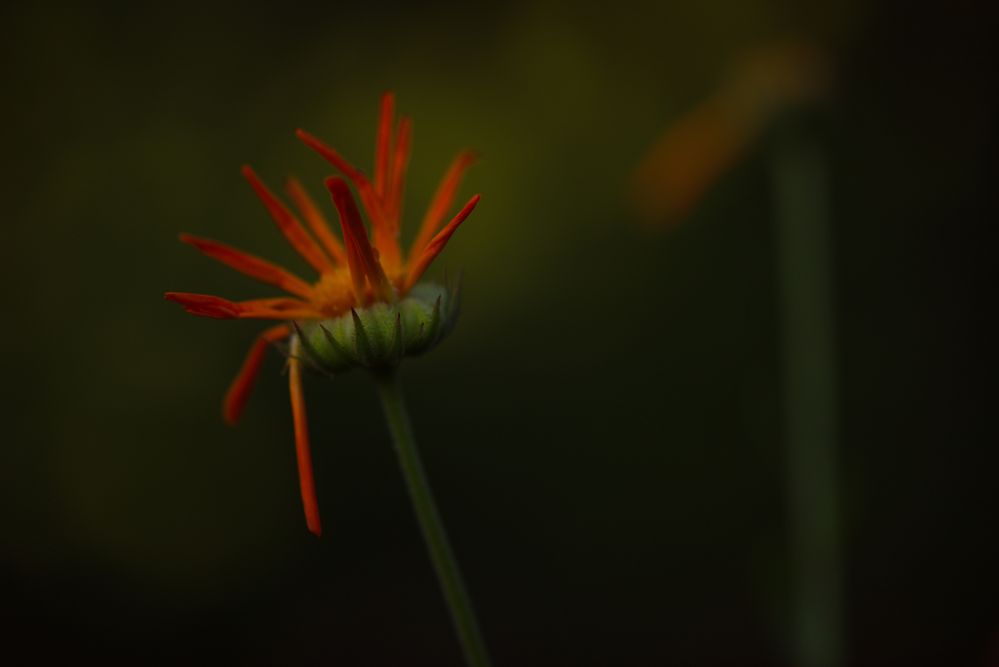 Botanische Nacht