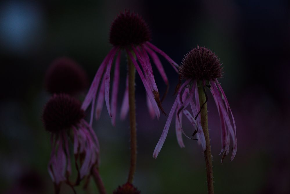 Botanische Nacht im Botanischen Garten Berlin