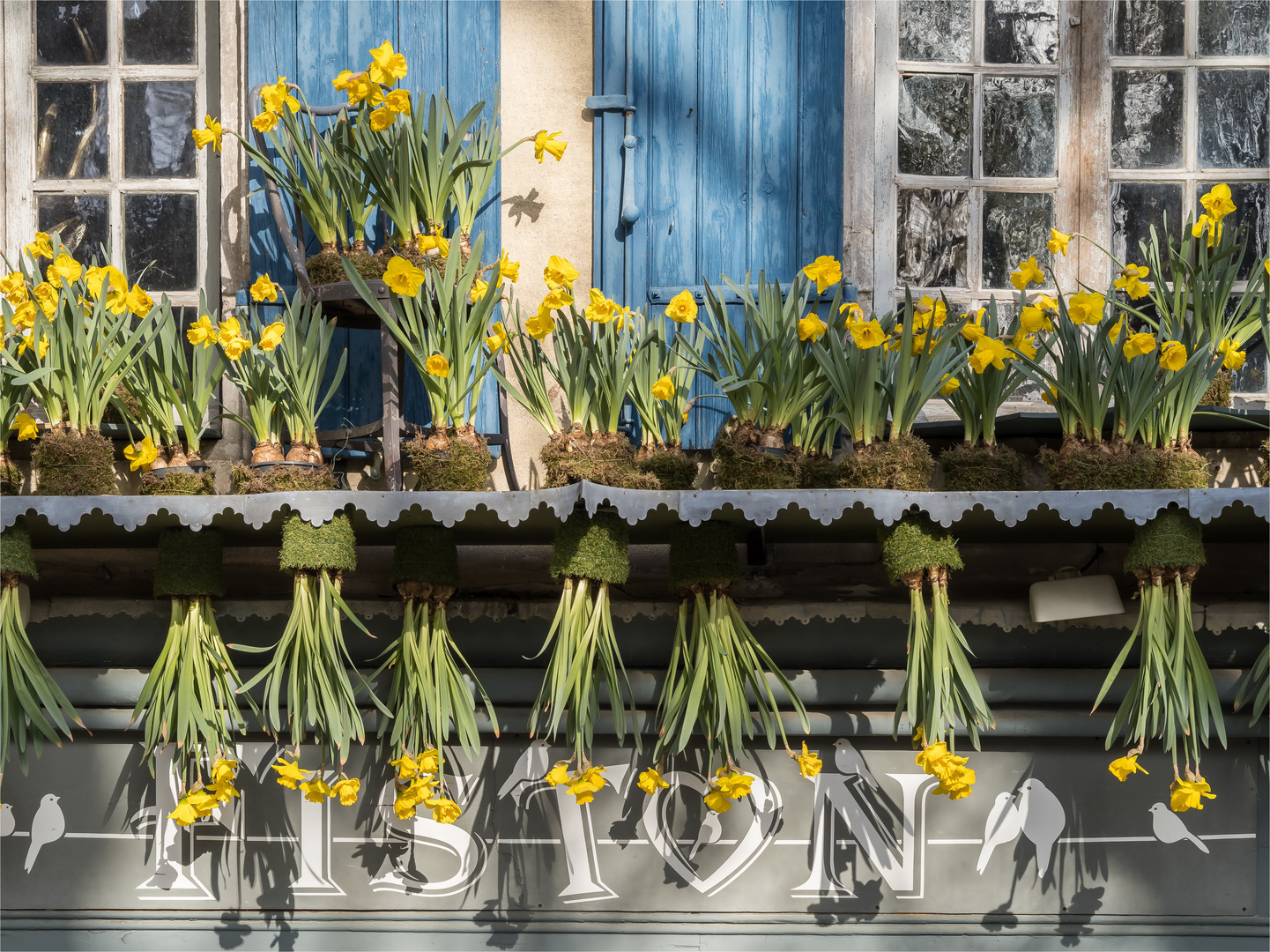 ****Botanische Phänomene****