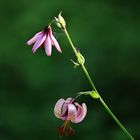 Botanische Schönheit- der Türkenbund