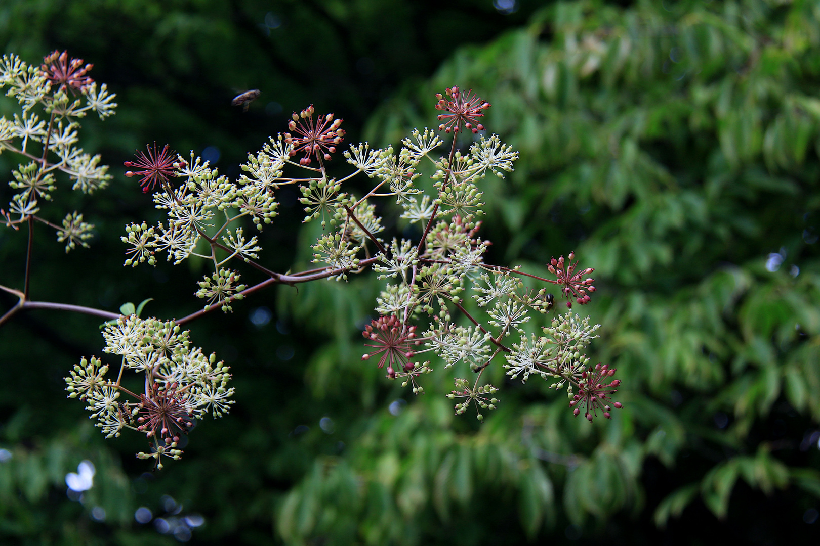 Botanische Schönheiten