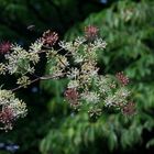 Botanische Schönheiten