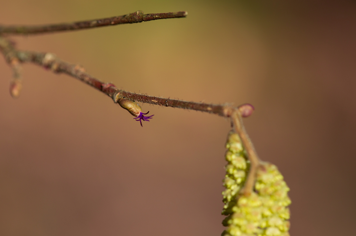 Botanische Sensation