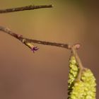 Botanische Sensation